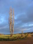 Alcubilla de Avellaneda